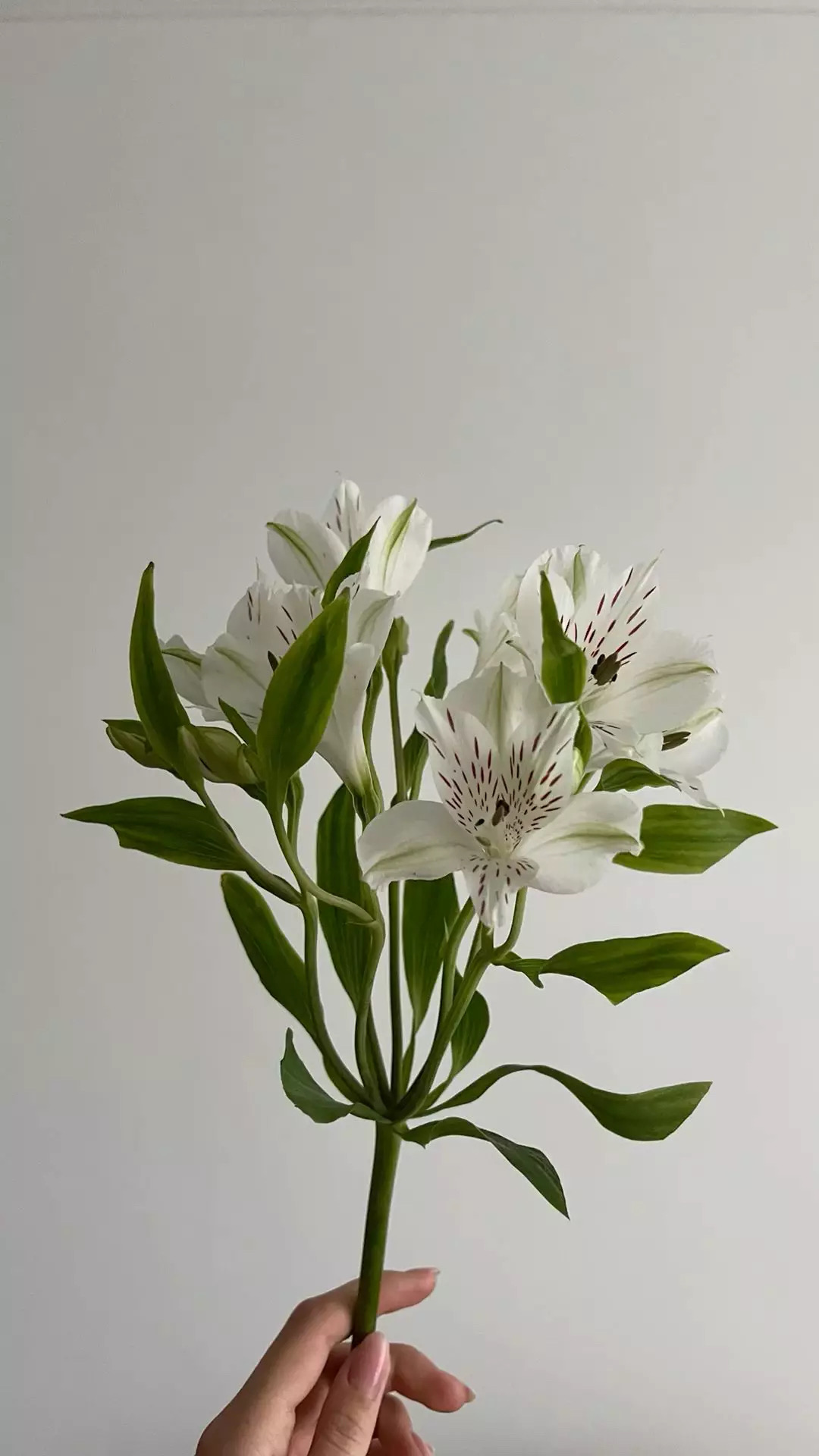Alstroemeria 75cm
