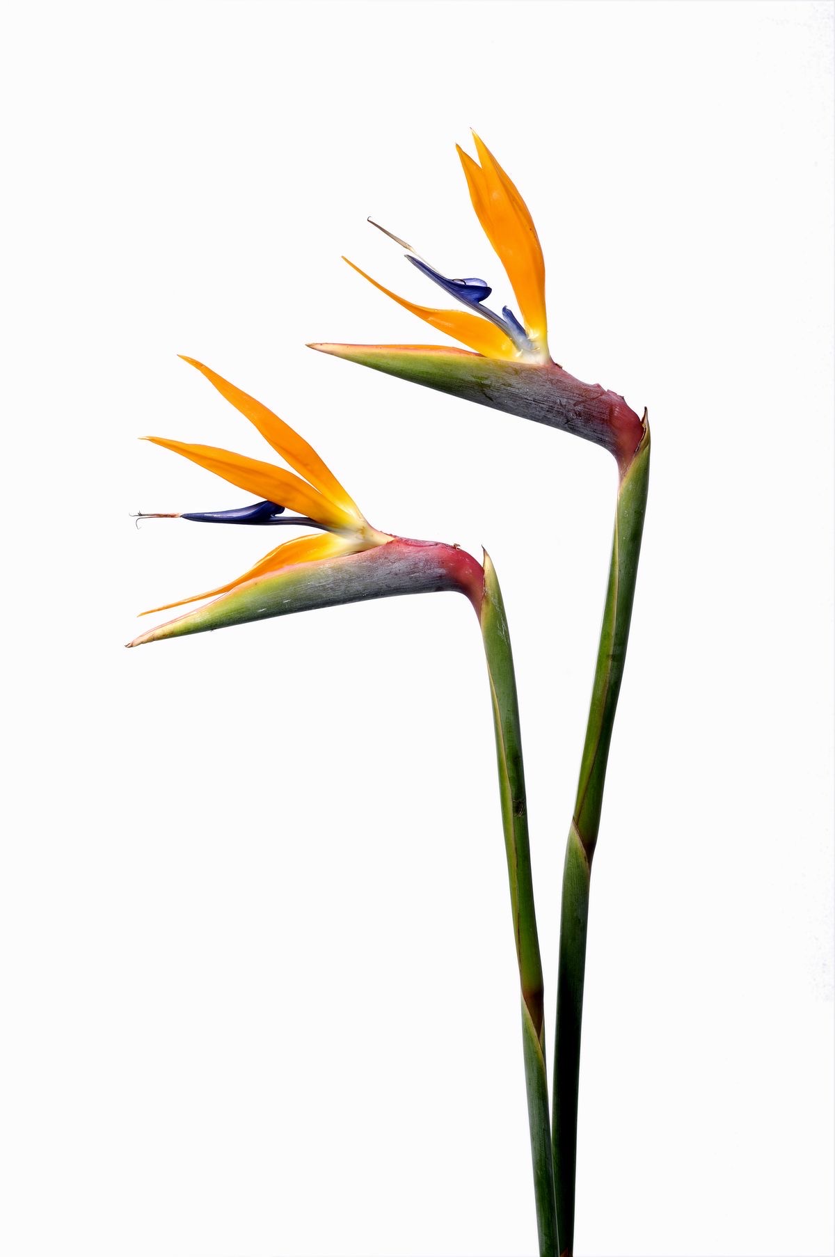 Birds of Paradise 90cm