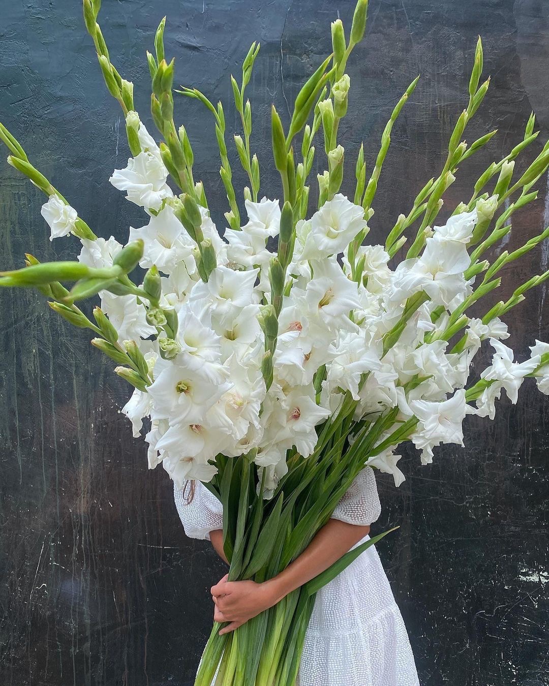 Gladiolus 100+cm