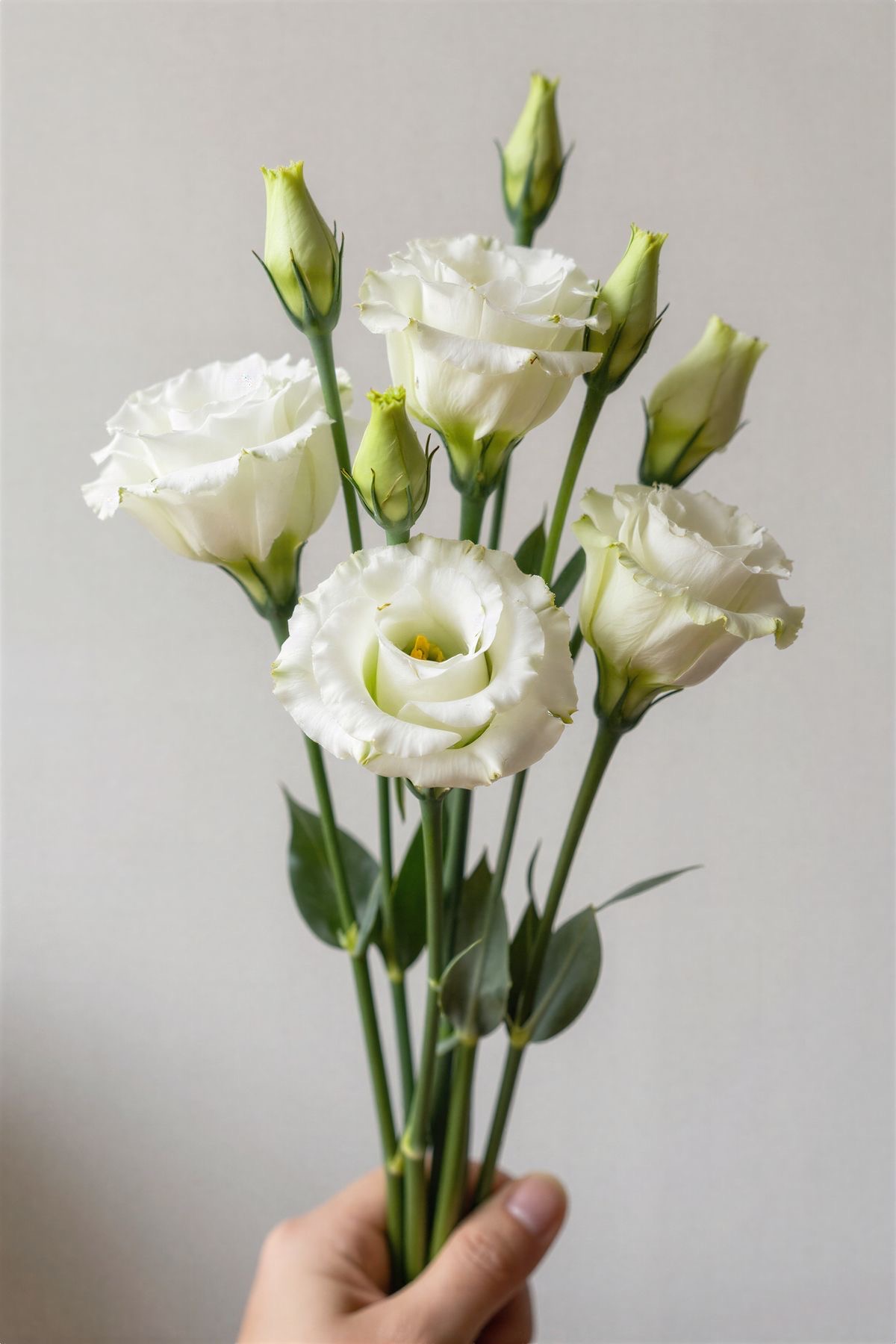 Lisianthus 65–80cm