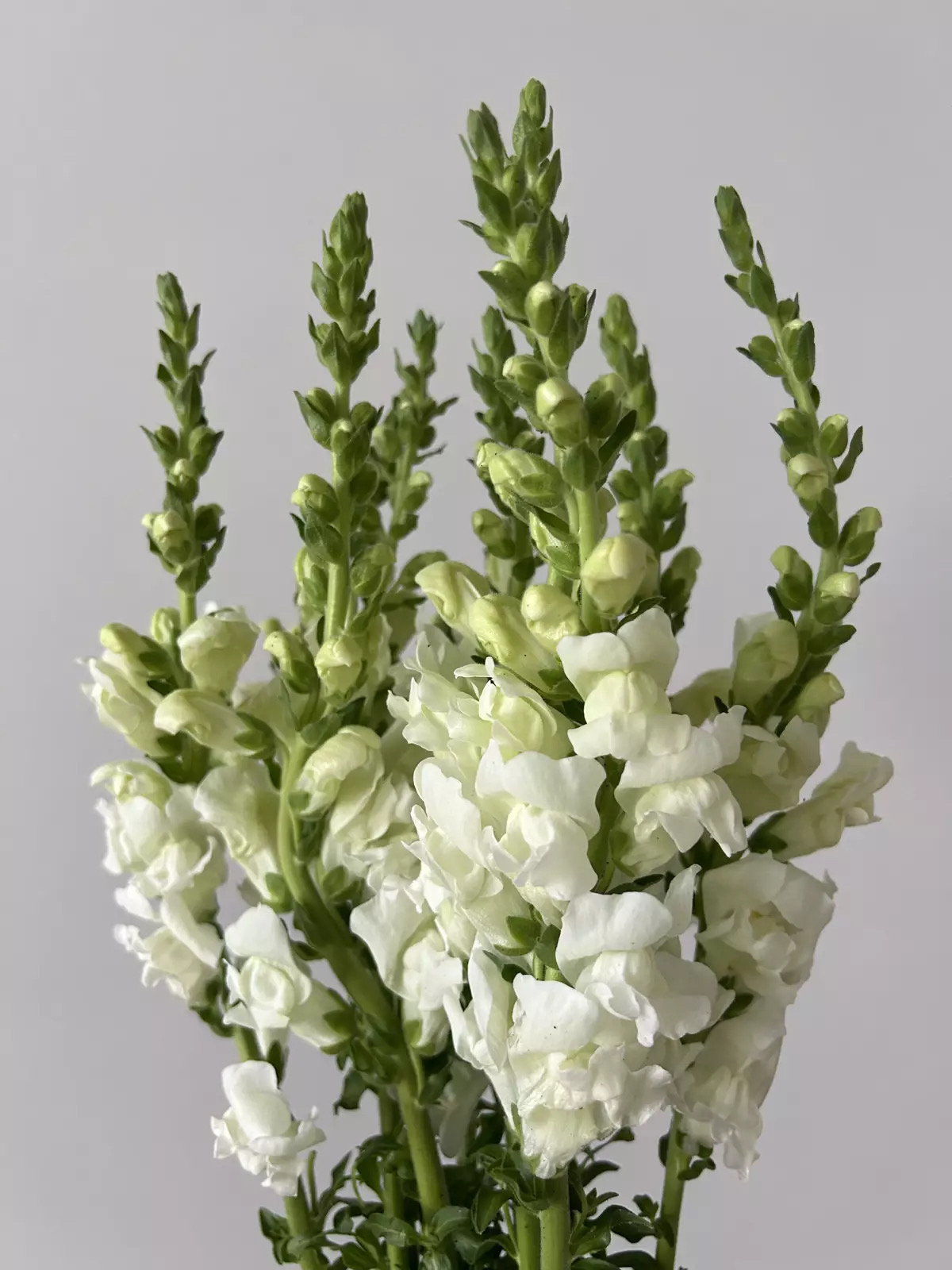 Snapdragon 85–90cm