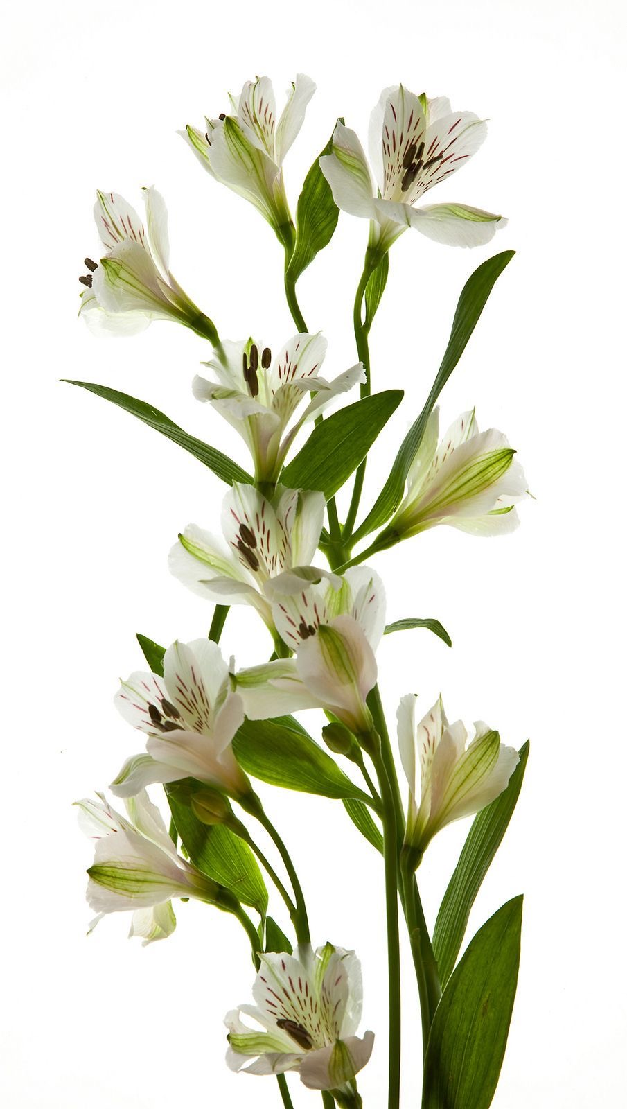 Alstroemeria 60cm