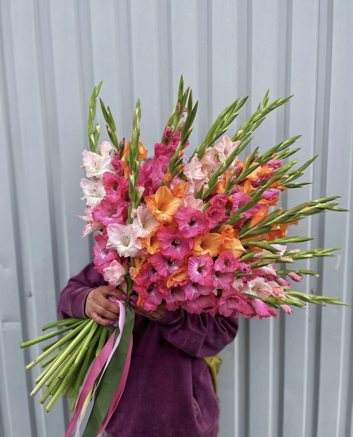 Gladiolus 85–95cm